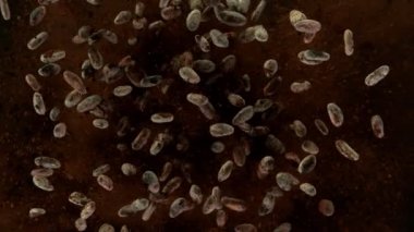 Kavrulmuş kakao çekirdeğinin havada patlaması çok yavaş oluyor. Yüksek hızlı sinema kamerası, 1000fps.