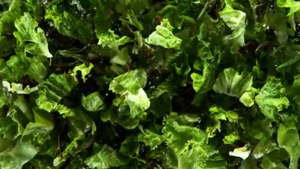 Super Slow Motion Fresh Lettuce Exploding Air Filmed High Speed — Stock Video