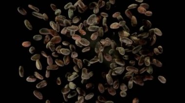 Kavrulmuş kakao çekirdeğinin havada patlaması çok yavaş oluyor. Yüksek hızlı sinema kamerası, 1000fps.
