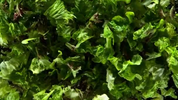 Super Slow Motion Fresh Lettuce Exploding Air Filmed High Speed — Stock Video