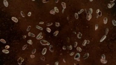 Kavrulmuş kakao çekirdeğinin havada patlaması çok yavaş oluyor. Yüksek hızlı sinema kamerası, 1000fps.