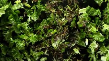 Havada patlayan taze marul süper yavaş hareket ediyor. Yüksek hızlı sinema kamerası, 1000 fps..