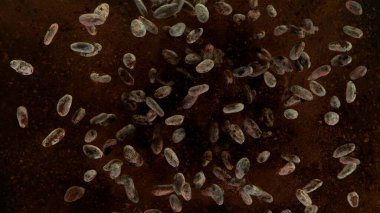 Havada uçuşan kakao çekirdekleri, siyah arka planda izole edilmiş.