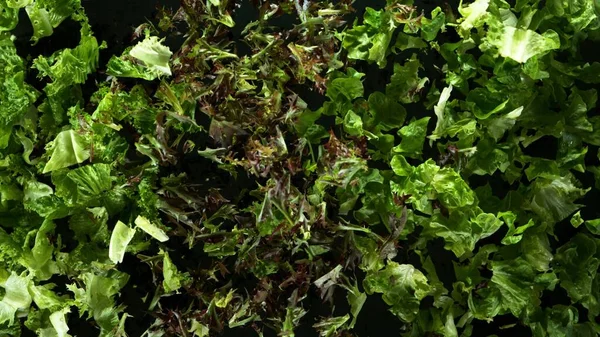 Freeze motion of flying fresh lettuce mix, isolated on black background