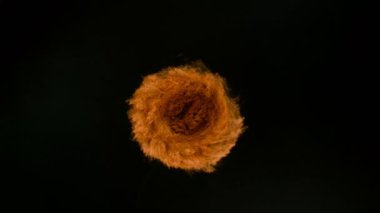 Siyah arkaplanda izole edilmiş renkli barut dönüşünün süper yavaş çekimi. Yüksek hızlı sinema kamerası, 1000fps.