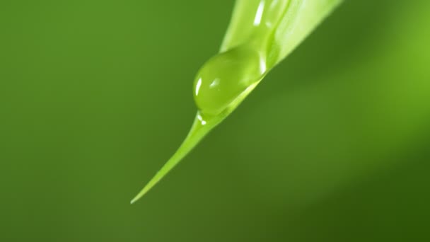 Super Slow Motion Falling Water Drop Leaf Filmed High Speed — Stock Video