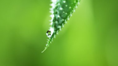 Yapraktan düşen su damlalarının süper yavaş akışı. Yüksek hızlı sinema kamerasıyla çekildi, 1000fps. Sığ odak derinliği.
