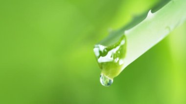 Yapraktan aloe vera sıvısı düşürmenin süper yavaş çekimi. Yüksek hızlı sinema kamerası, 1000 fps. Sığ odak derinliği