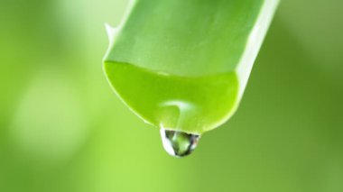 Yapraktan aloe vera sıvısı düşürmenin süper yavaş çekimi. Yüksek hızlı sinema kamerası, 1000 fps. Sığ odak derinliği