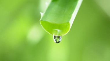 Yapraktan aloe vera sıvısı düşürmenin süper yavaş çekimi. Yüksek hızlı sinema kamerası, 1000 fps. Sığ odak derinliği