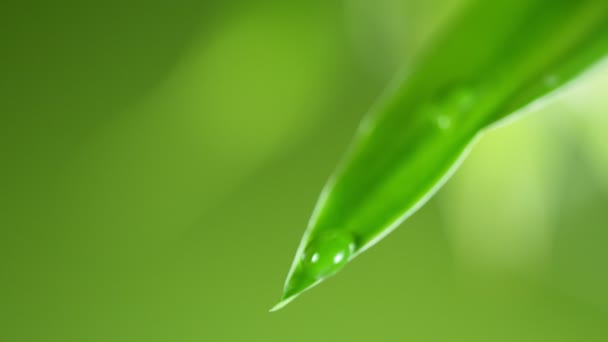 Super Slow Motion Falling Water Drop Leaf Filmed High Speed — Stock Video