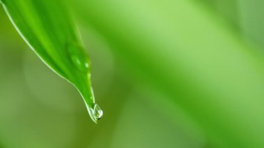 Yapraktan düşen su damlalarının süper yavaş akışı. Yüksek hızlı sinema kamerasıyla çekildi, 1000fps. Sığ odak derinliği.