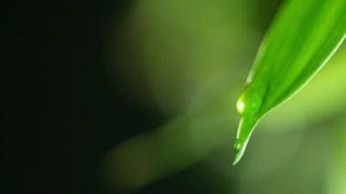 Yapraktan düşen su damlalarının süper yavaş akışı. Yüksek hızlı sinema kamerasıyla çekildi, 1000fps. Sığ odak derinliği.