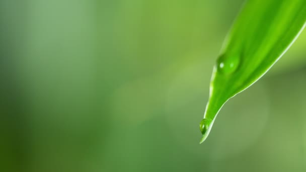 Super Zeitlupe Fallender Wassertropfen Vom Blatt Gefilmt Mit High Speed — Stockvideo