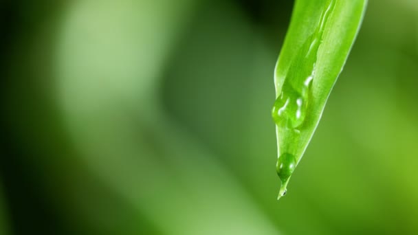 Super Slow Motion Falling Water Drop Leaf Filmed High Speed — Stock Video