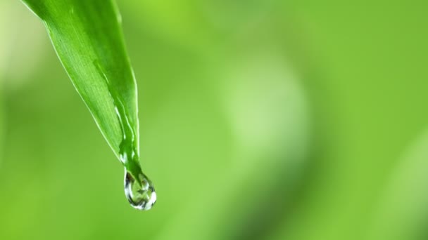 Super Langzame Beweging Van Vallende Water Druppel Van Het Blad — Stockvideo