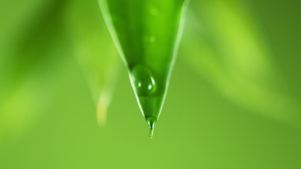 잎에서 떨어지는 물방울의 움직임 카메라로 촬영되었습니다 1000Fps 초점의 — 비디오