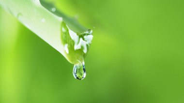 Aloe vera çiçeğine su damlaları, yumuşak arka plan, düşük odak derinliği