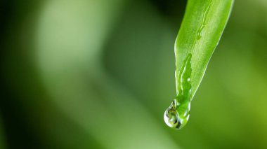 Yeşil yaprağa su damlaları, yumuşak bir zemin. Düşük odaklı makro çekim