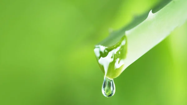 Vattendroppar Aloe Vera Blomma Mjuk Bakgrund Lågt Fokusdjup — Stockfoto
