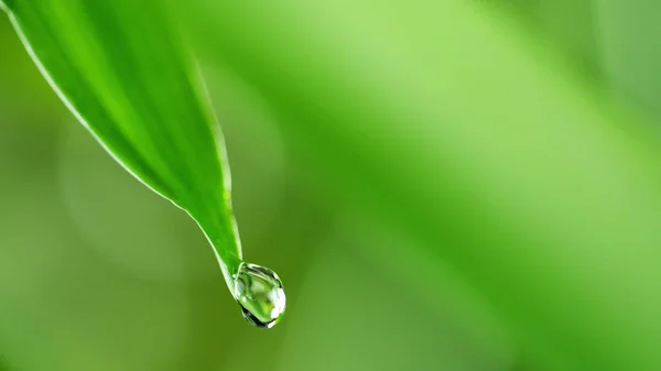 Vattendroppar Det Gröna Bladet Mjuk Bakgrund Makrofotografering Med Lågt Fokusdjup — Stockfoto