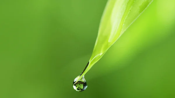 Gocce Acqua Sulla Foglia Verde Fondo Morbido Macro Shot Con — Foto Stock