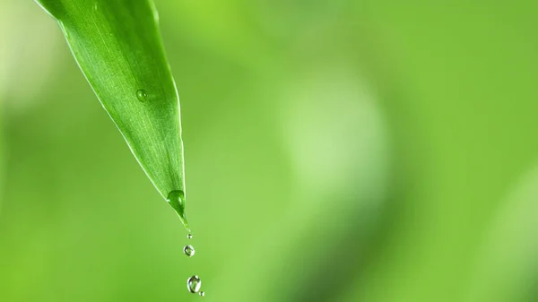 Gotas Agua Hoja Verde Fondo Suave Tiro Macro Con Baja — Foto de Stock