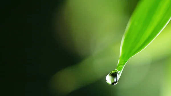 Gocce Acqua Sulla Foglia Verde Fondo Morbido Macro Shot Con — Foto Stock