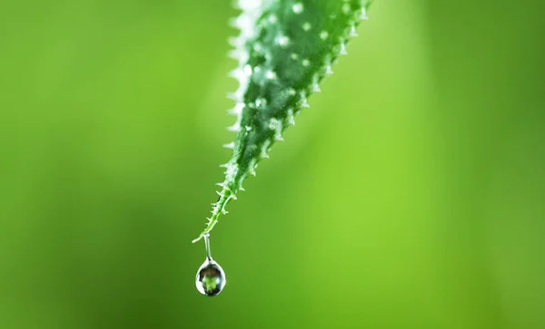 Tetes Air Daun Hijau Latar Belakang Lembut Tembakkan Makro Dengan — Stok Foto