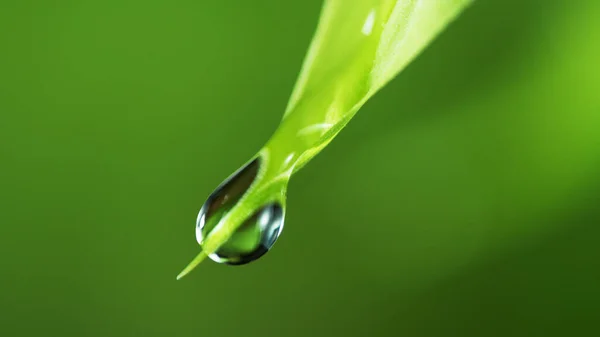 Yeşil Yaprağa Damlaları Yumuşak Bir Zemin Düşük Odaklı Makro Çekim — Stok fotoğraf