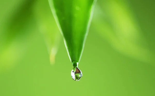 Gocce Acqua Sulla Foglia Verde Fondo Morbido Macro Shot Con — Foto Stock