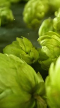 Siyah taş bir masa yüzeyine düşen taze yeşil kozalakların yavaş hareketi. Bira, demleme ya da tarımsal temalar için ideal. Yüksek hızlı sinema kamerasıyla çekilmiş. Dikey görünüm oranı.