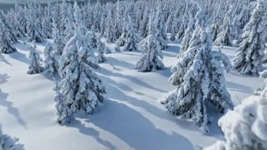 Kış Karlı Ladin Ormanı 'nın Yumuşak Geçişi. Kış manzarasının doğa ve açık hava görüntüleri.