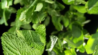 Süper Yavaş Uçan Nane Yaprakları Hareketi. Yüksek Hız Sinema Kamerası, 1000 fp..