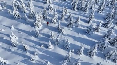 Güzel Kış Ladin Ormanı 'nda Genç Adam Kayak Yapıyor. Kayak Turu. Kış Aktivitesinin Hava Görüntüsü. Avrupa Doğası.
