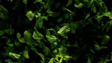 Süper Yavaş Uçan Nane Yaprakları Hareketi. Yüksek Hız Sinema Kamerası, 1000 fp..