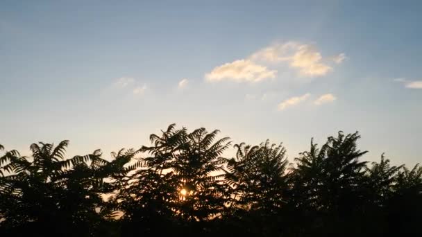 日落与热带棕榈树剪影在慢的运动 — 图库视频影像