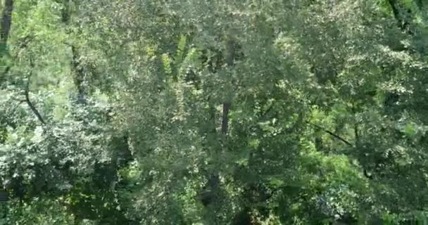 4K aerea di volare sopra una bellissima foresta verde in un paesaggio rurale. Girato da elicottero — Video Stock