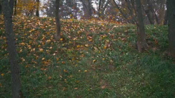 Vind sprider blad på marken. En stark vind blåser nedfallna löv i slow motion — Stockvideo