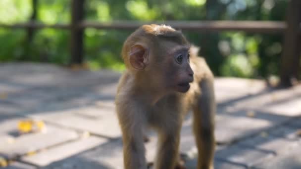 Adorable baby asian monkey looking at camera. Asia, Thailand Phuket monkey hill — Stock Video