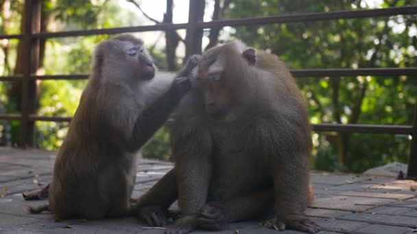 Twee schattige makaak zitten samen in het regenwoud. Azië, Thailand Phuket monkey hill — Stockvideo
