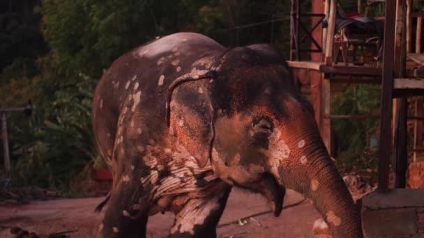 Elefante Lindo Parque Trekking Phuket Tailandia — Vídeo de stock