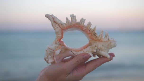 Nahaufnahme einer jungen Frau, die eine große Muschel am Strand hält — Stockvideo