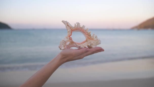 Close-up van de hand van de jonge vrouw met grote schelp op het strand — Stockvideo