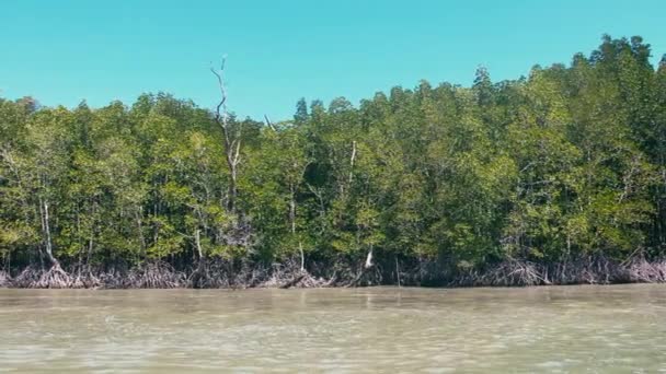 Biom mangrovových lesů v národním parku Phang Nga bay, důležité pro biom ekologie — Stock video