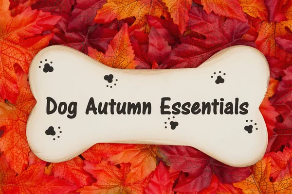 Cane Autunno Essentials Messaggio Alcune Foglie Autunnali Osso Cane Legno — Foto Stock