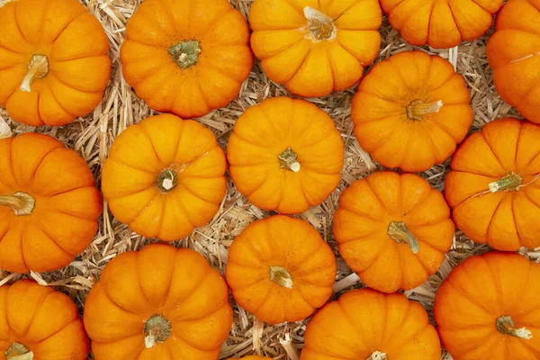 Laranja abóboras no fundo palha feno — Fotografia de Stock