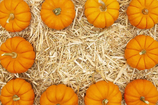 Orange pumpkins on straw hay background — Stock Photo, Image