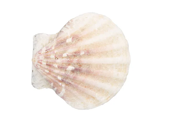 Closeup Weathered Coquina Beige Seashell Isolated White — Stock Photo, Image