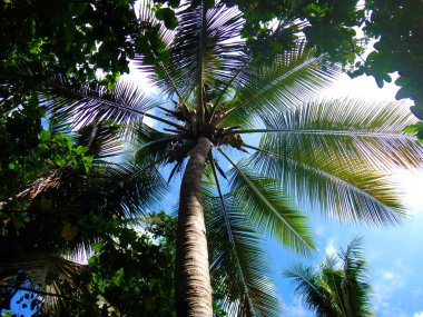 Sahne huzur Adası,: Efate, Vanuatu.